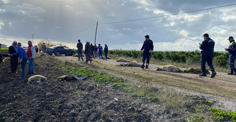 ADANA’DA OTOMOBİLİN ÇARPTIĞI ÇOBAN AĞIR YARALANDI, 40 HAYVAN TELEF OLDU