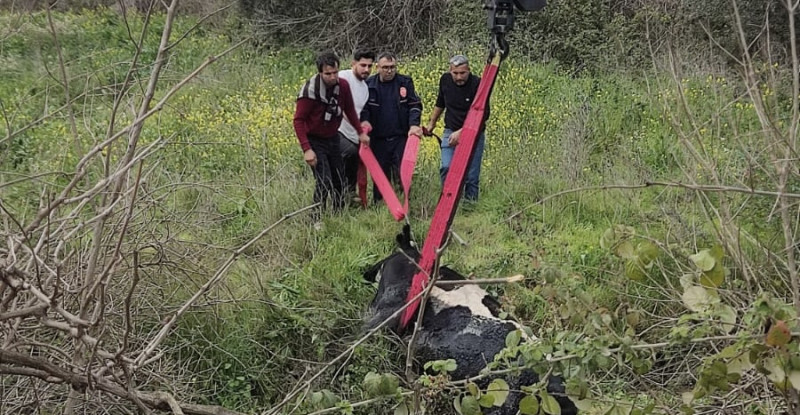 ADANA’DA BALÇIĞA SAPLANAN İNEĞİ İTFAİYE EKİPLERİ KURTARDI