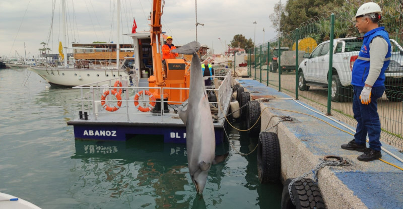 MERSİN’DE DENİZDE ÖLÜ YUNUS BULUNDU