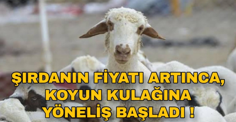 ADANA’DA KİLOSU 50 LİRADAN SATILAN KOYUN KULAĞINA VATANDAŞLAR BÜYÜK İLGİ GÖSTERİYOR