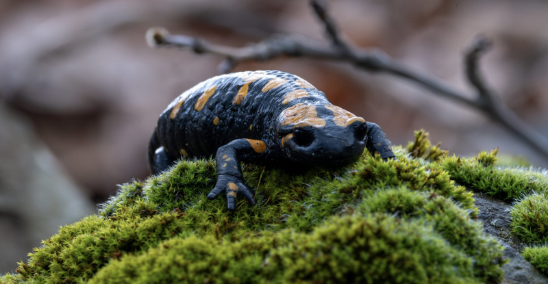 ADANA’DA NESLİ TEHDİT ALTINDAKİ “LEKELİ SEMENDER” GÖRÜLDÜ