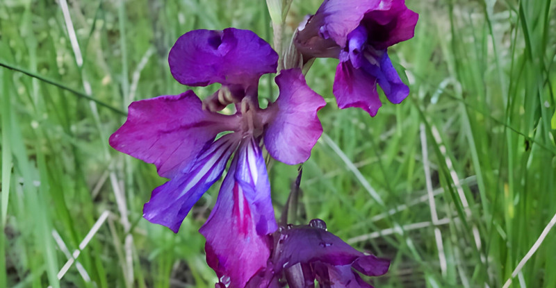 ADANA’DA KEŞFEDİLEN YENİ BİTKİ TÜRÜNE KENTİN MİTOLOJİK ADI OLAN “ADANUS” İSMİ VERİLDİ