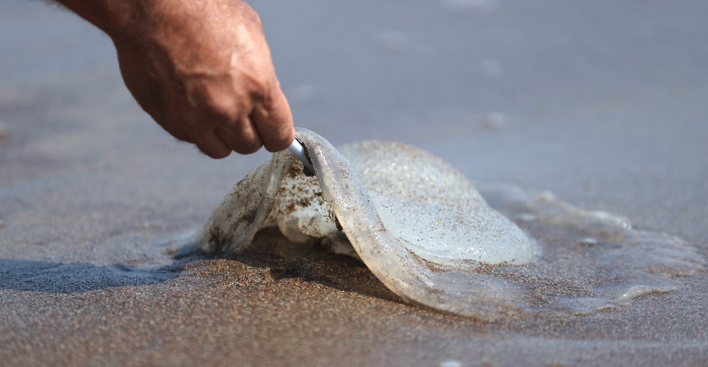 AKDENİZ KIYILARINDA GÖÇMEN DENİZANASI, BALIKÇILIĞI OLUMSUZ ETKİLİYOR