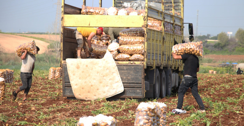 TÜRKİYE’NİN ÖNEMLİ TARIMSAL ÜRETİM MERKEZLERİNDEN ADANA’DA ERKENCİ PATATES HASADI BAŞLADI
