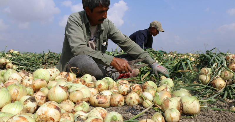 ADANA’DA TURFANDA SOĞAN HASADI BAŞLADI