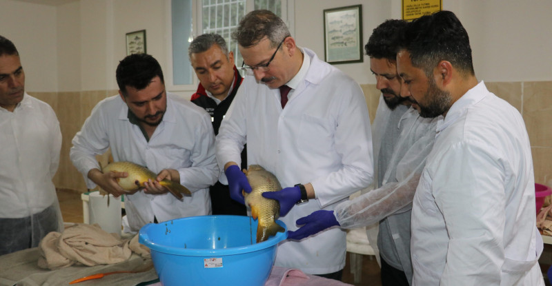 Adana’da yavru sazan üretim sezonu sağımla başladı