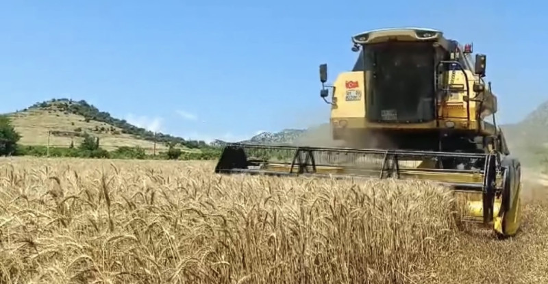 Türkiye’nin önemli tahıl üretim merkezlerinden Adana’da buğdayın hasadına başlandı.