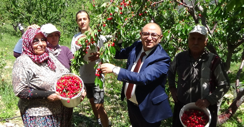 Mersin’de açık alanda üretilen kirazın hasadına başlandı.