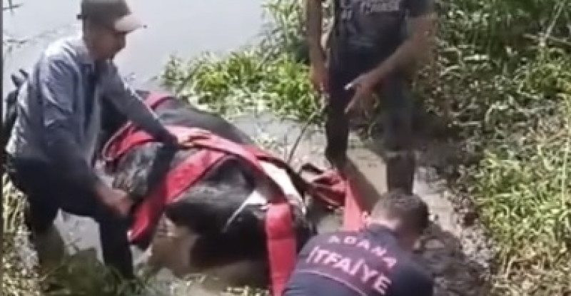 Adana’da kanalda çamura saplanan ineği itfaiye kurtardı