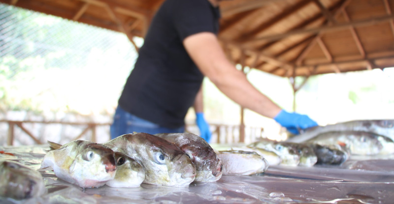 Doğu Akdeniz’deki balıkçılar, balon balığı destek ödemelerinin artmasından memnun