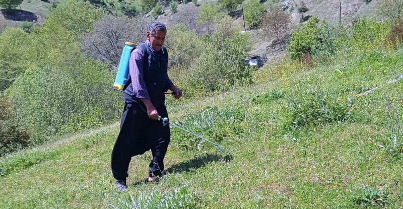 Kozan’da istilacı çekirgelere karşı ilaçlama yapıldı