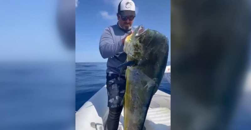 ADANA’DA BALIKÇILARIN OLTASINA 1,5 METRE UZUNLUĞUNDA 26 KİLOGRAMLIK LAMBUKA TAKILDI