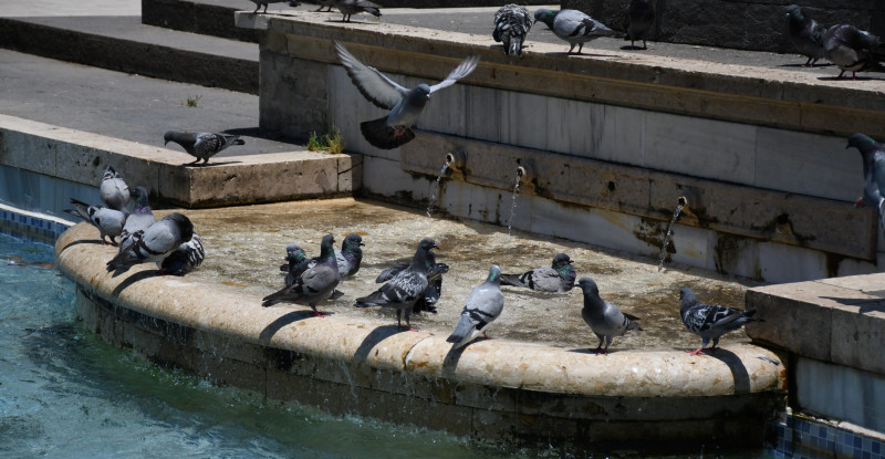 Adana’da 43 dereceye ulaşan hava sıcaklığı hayatı olumsuz etkiledi.