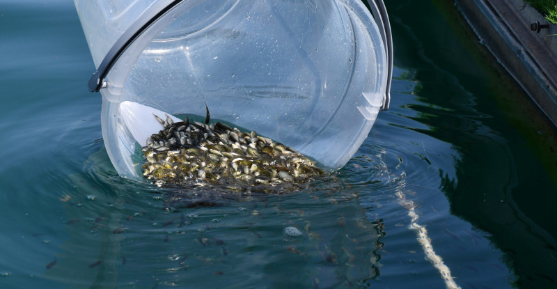 Seyhan Baraj Gölü’ne 400 bin sazan yavrusu bırakıldı