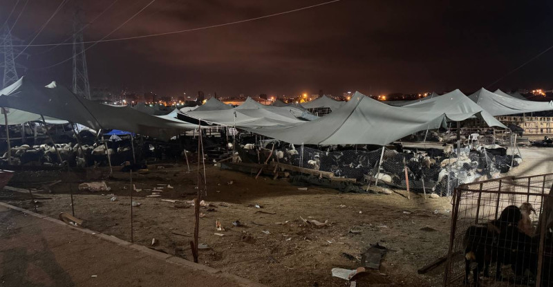 Mersin’de otomobilin hayvan pazarına girmesi sonucu 8 kişi yaralandı, 20 küçükbaş hayvan telef oldu.