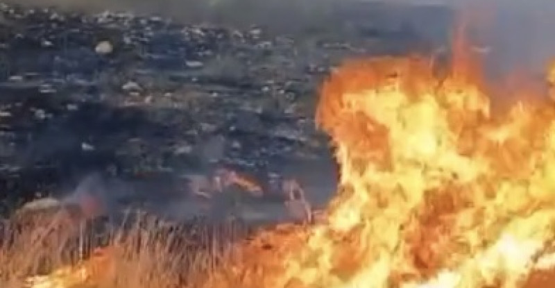 GAZİANTEP’TE ANIZ YANGININDA ASMALAR VE ZEYTİN AĞAÇLARI ZARAR GÖRDÜ