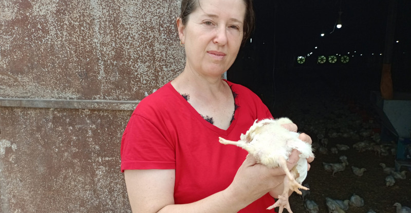 ADANA’DA YUMURTADAN 4 AYAKLI CİVCİV ÇIKTI!