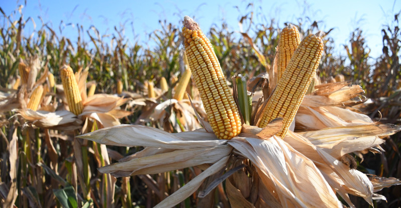 Adana’da kale cinsi mısırın tanıtımı amacıyla etkinlik düzenlendi