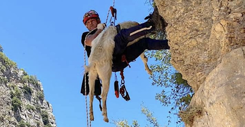 Mersin’de uçurumda mahsur kalan keçiyi itfaiye kurtardı