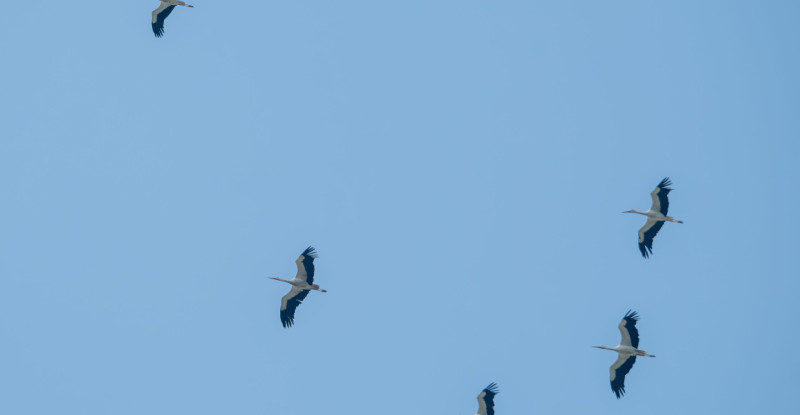 Göç yolundaki leyleklerin bir kısmı Adana’da “mola verdi”