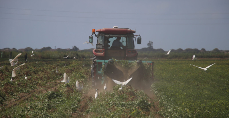 Adana’da ekim alanı genişleyen yer fıstığında rekoltede yüzde 30 artış bekleniyor
