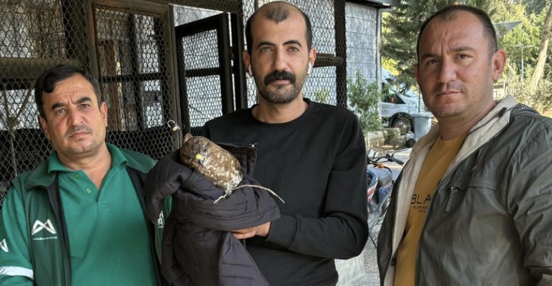 Tarsus’ta bulunan yaralı doğan tedaviye alındı