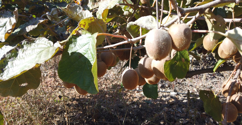 Adana Saimbeyli’de kivi hasadı yapıldı