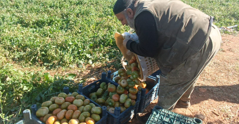 Adana’da açık alanda yetiştirilen güz domatesinde hasat başladı
