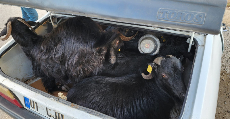 Adana’da 4 küçükbaş hayvanı çaldıkları iddiasıyla 2 şüpheli yakaladı.