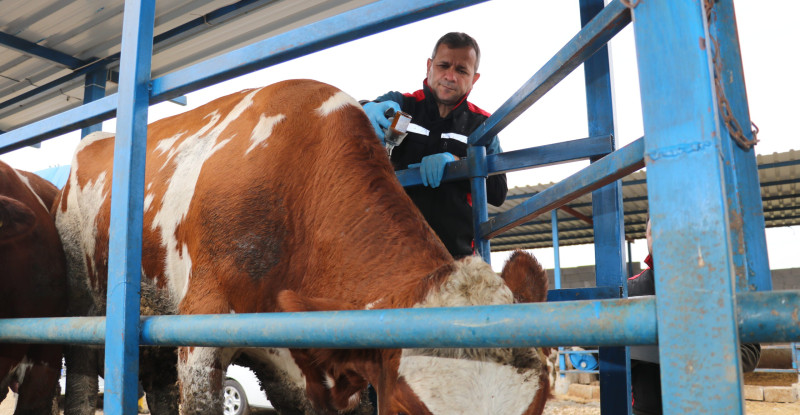 AŞILAMA DÖNEMİNİN ARTMASIYLA ADANA’DA BU YIL ŞAP HASTALIĞI VAKASI GÖRÜLMEDİ