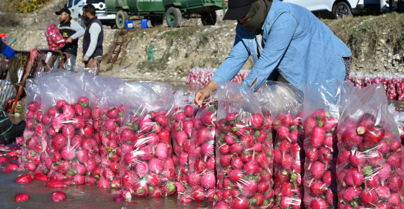 Osmaniye’de yetiştirildiği ilçenin adıyla tescillenen Kadirli turpu, hasat döneminde kilogramı 10-15 liradan satılıyor.