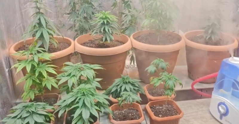 Adana’da evinde iklimlendirme sistemiyle kenevir yetiştiren zanlı düzenlenen operasyonla yakalandı