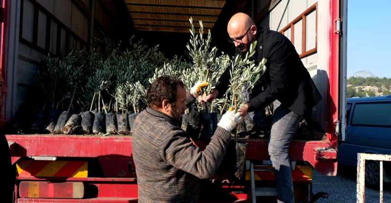 Mersin Mut’ta 570 çiftçiye 17 bin zeytin fidanı dağıtıldı