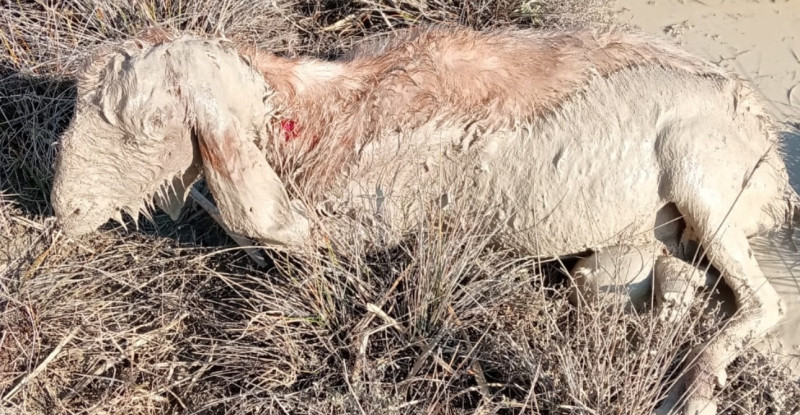 Mersin’de sahipsiz köpekler 26 küçükbaş gebe hayvanı telef etti