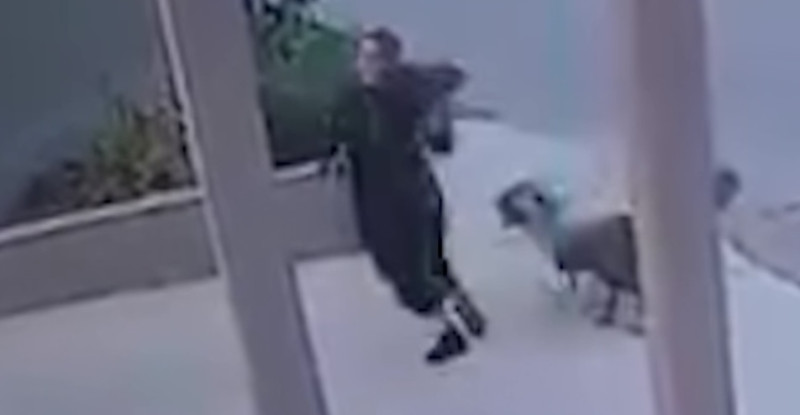 Mersin’de sahipsiz köpekler yolda yürüyen bir kadına saldırdı