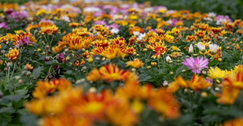 Çukurova’da çiçekler Sevgililer Günü’ne hazır