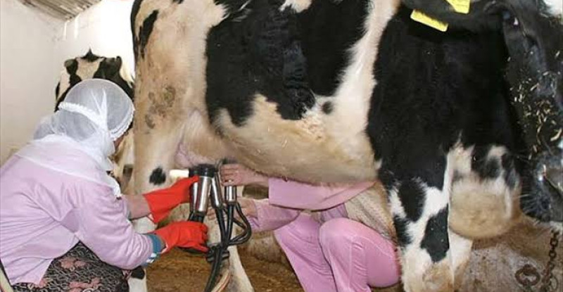 ÇİĞ SÜT ÜRETİCİLERİ KRİZDE! “MALİYETLER ARTTI GELİRLER ERİYOR”