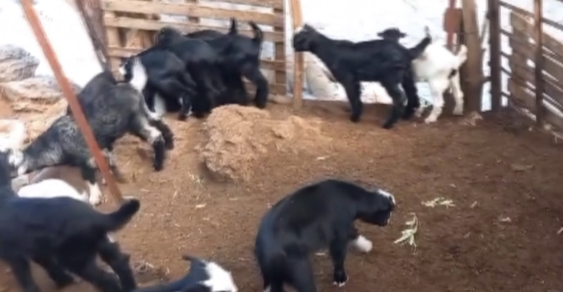 Mersin’de sahipsiz köpekler 30 küçükbaş hayvanı telef etti