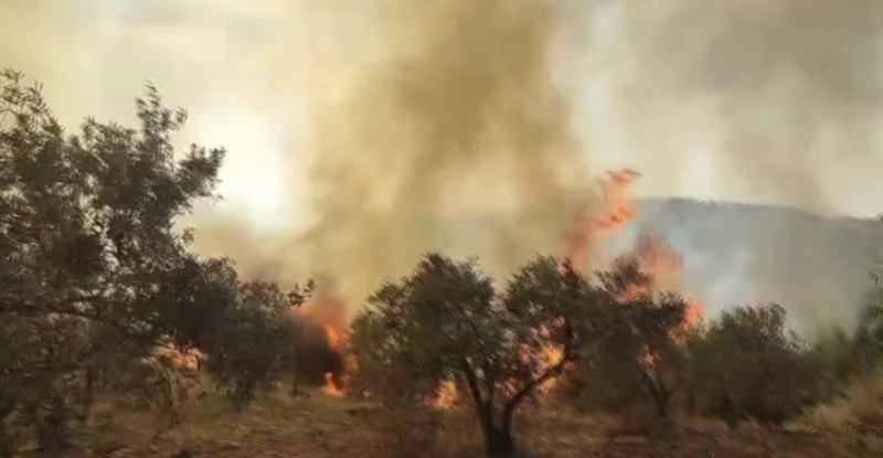 Osmaniye’de çıkan orman Yangında 90 dekarlık ormanlık alan zarar gördü