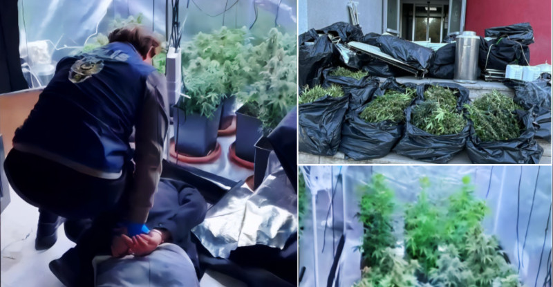 ADANA’DA EVİNDE İKLİMLENDİRME SİSTEMİYLE KENEVİR YETİŞTİREN ZANLI YAKALANDI