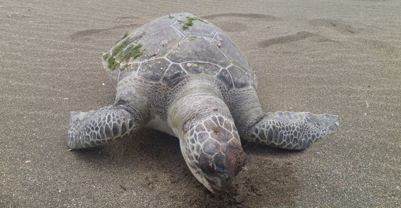 Samandağ’da sahilde ölü caretta caretta bulundu