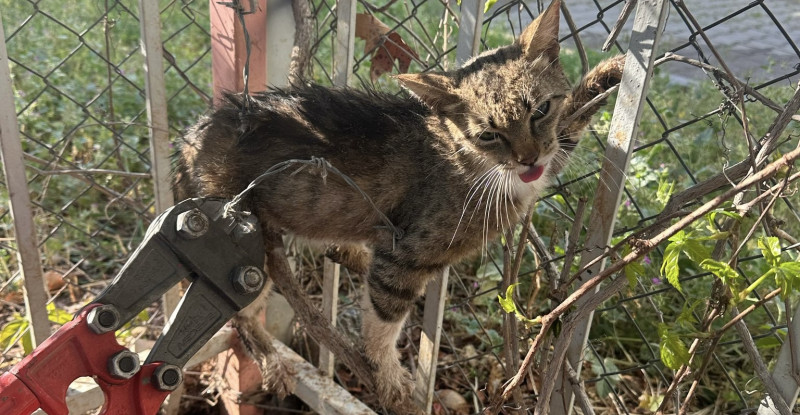 Mersin’de tel örgüye takılan kediyi itfaiye ekibi kurtardı