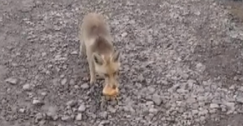 Adana’da aç kalan tilkiyi şantiye işçisi besledi