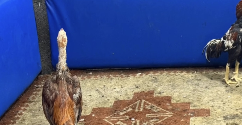 Adana’da horoz dövüştüren 5 kişiye 46 bin 235 lira ceza