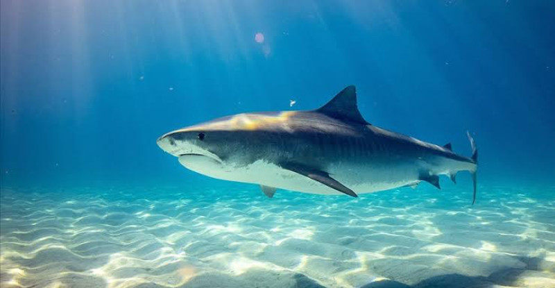 Mersin Valiliği, Akdeniz’de görülen köpek balıklarına ilişkin açıklama yaptı