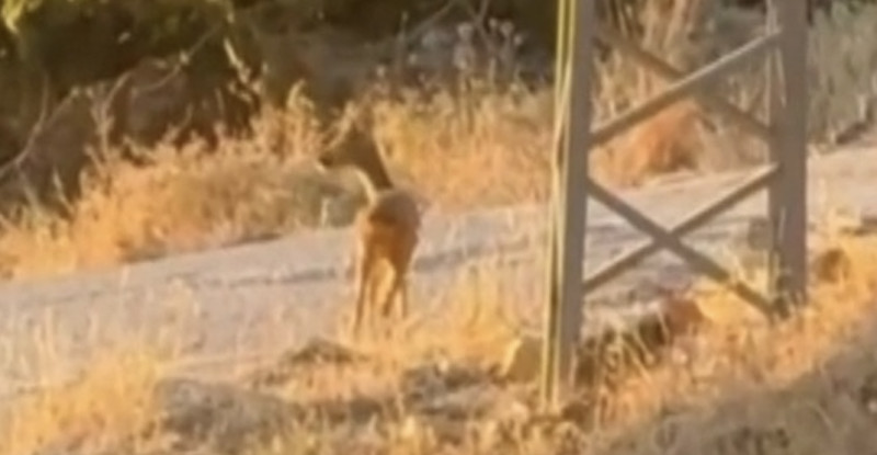 Gaziantep’te yavru ceylan görüntülendi