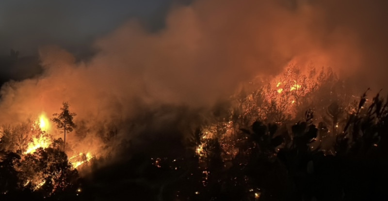 Adana’da çıkan orman yangını kontrol altına alındı