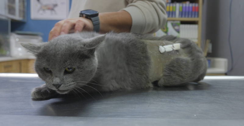 İştahsız kedinin kalçasından mermi çekirdeği çıkarıldı!