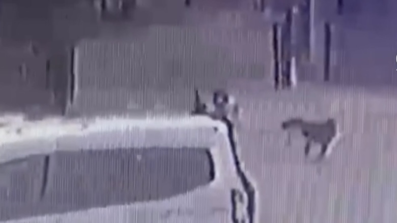 Adana’da sahipsiz köpeklerin çocuğu kovalaması güvenlik kamerasında